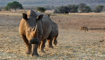 ‘내셔널지오그래픽’, 멸종 위기에 처한 동부수마트라꼬뿔소 