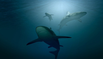 인간과 동물이 공존하는 삶, 위기 처한 어린 상어 구조 대작전