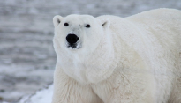 최재천 교수가 밝힌 북극곰이 하얀색인 이유 ‘관심 UP’