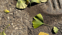 타일러 라쉬, 초록색 낙엽 사진 게재…환경과 어떤 연관이?