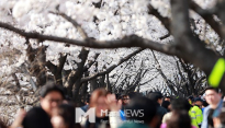 [메인포토] 벚꽃축제 앞두고 북적이는 윤중로